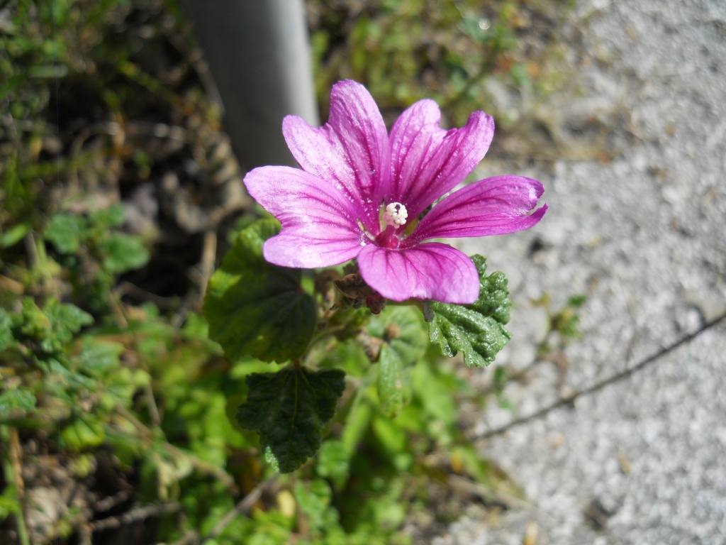 Geranium? no, Malva sp.